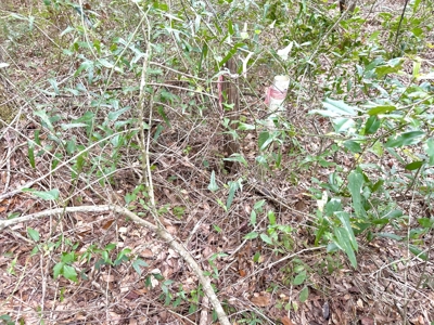 Land For Sale In Lafayette County!!! - image 4
