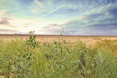 Wildorado Texas Land for Sale, Acreage in Deaf Smith County - image 8
