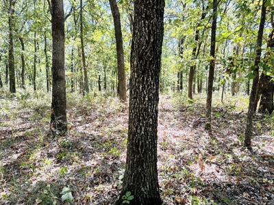 Vernon County Missouri Recreational Land for Sale - image 16
