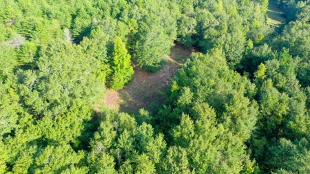 104 Acres of Hunting Land in Ariton w/ Cabin & Pond! - image 23