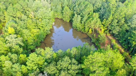 104 Acres of Hunting Land in Ariton w/ Cabin & Pond! - image 15