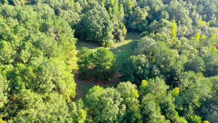 104 Acres of Hunting Land in Ariton w/ Cabin & Pond! - image 22