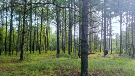 104 Acres of Hunting Land in Ariton w/ Cabin & Pond! - image 27