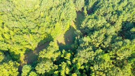 104 Acres of Hunting Land in Ariton w/ Cabin & Pond! - image 21