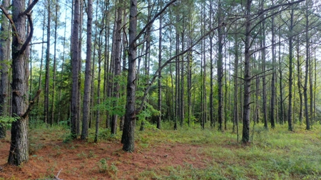 104 Acres of Hunting Land in Ariton w/ Cabin & Pond! - image 28