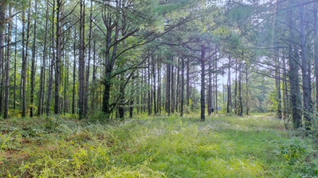 104 Acres of Hunting Land in Ariton w/ Cabin & Pond! - image 26