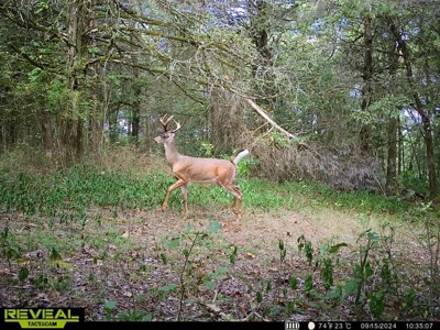 Crawford County AR 35 Acres Land For Sale - image 26