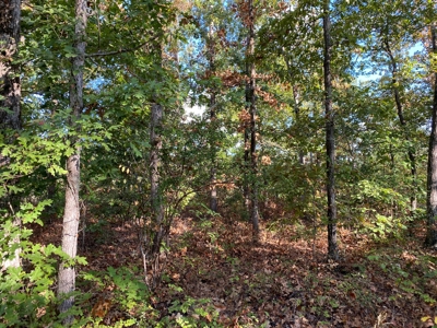 Land For Sale In Tn, 25.8 Ac+/-, Hunting, Wooded Land, Creek - image 11