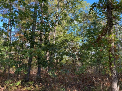 Land For Sale In Tn, 25.8 Ac+/-, Hunting, Wooded Land, Creek - image 4