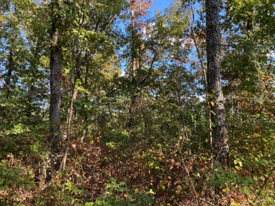 Land For Sale In Tn, 25.8 Ac+/-, Hunting, Wooded Land, Creek - image 10