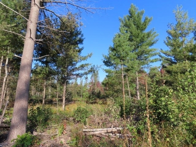 Commercial Storage Units W/  10 Acres For Sale Atlanta MI - image 21