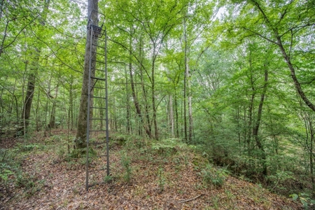 Lonely Live Oak - 1115 Acres Hunting Timberland SW MS - image 10