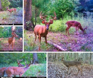 Lonely Live Oak - 1115 Acres Hunting Timberland SW MS - image 21