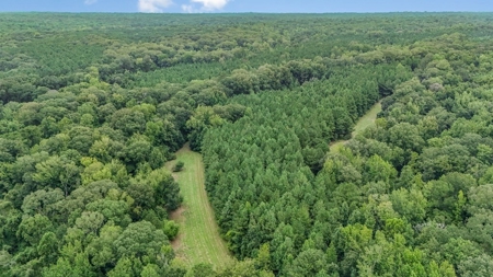 Lonely Live Oak - 1115 Acres Hunting Timberland SW MS - image 43