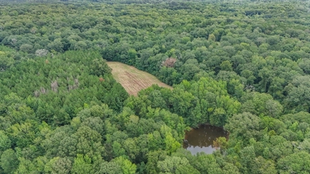 Lonely Live Oak - 1115 Acres Hunting Timberland SW MS - image 39