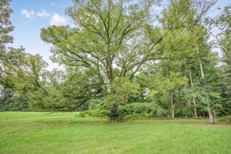 Lonely Live Oak - 1115 Acres Hunting Timberland SW MS - image 9