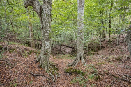 Lonely Live Oak - 1115 Acres Hunting Timberland SW MS - image 7