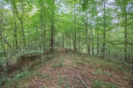 Lonely Live Oak - 1115 Acres Hunting Timberland SW MS - image 11