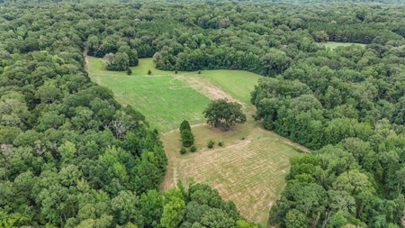 Lonely Live Oak - 1115 Acres Hunting Timberland SW MS - image 37