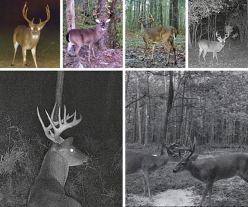 Lonely Live Oak - 1115 Acres Hunting Timberland SW MS - image 5