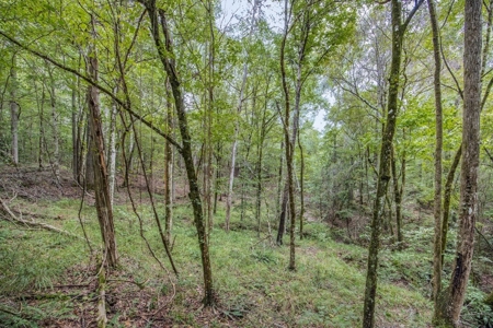 Lonely Live Oak - 1115 Acres Hunting Timberland SW MS - image 4