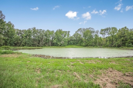 Lonely Live Oak - 1115 Acres Hunting Timberland SW MS - image 8
