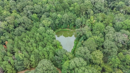 Lonely Live Oak - 1115 Acres Hunting Timberland SW MS - image 36