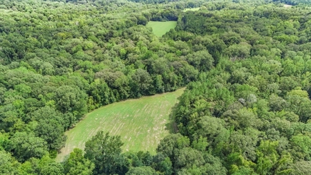 Lonely Live Oak - 1115 Acres Hunting Timberland SW MS - image 27