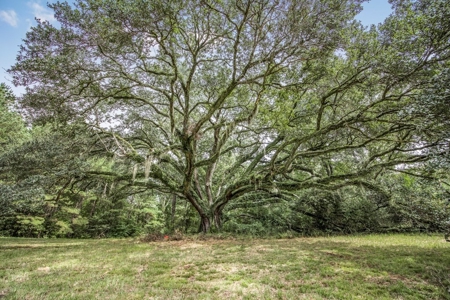 Lonely Live Oak - 1115 Acres Hunting Timberland SW MS - image 2