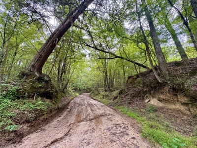 Lonely Live Oak - 1115 Acres Hunting Timberland SW MS - image 45