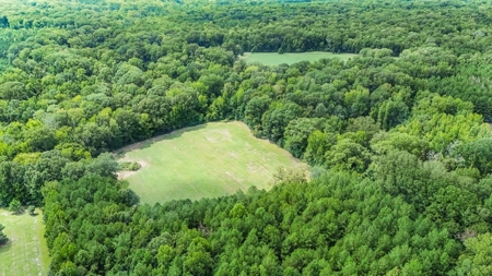 Lonely Live Oak - 1115 Acres Hunting Timberland SW MS - image 24