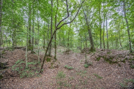 Lonely Live Oak - 1115 Acres Hunting Timberland SW MS - image 6