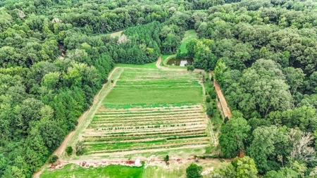 Lonely Live Oak - 1115 Acres Hunting Timberland SW MS - image 14