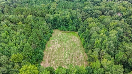Lonely Live Oak - 1115 Acres Hunting Timberland SW MS - image 44