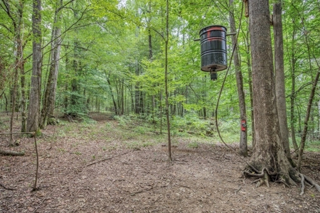 Lonely Live Oak - 1115 Acres Hunting Timberland SW MS - image 13