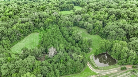 Lonely Live Oak - 1115 Acres Hunting Timberland SW MS - image 15