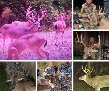 Lonely Live Oak - 1115 Acres Hunting Timberland SW MS - image 12