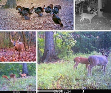 Lonely Live Oak - 1115 Acres Hunting Timberland SW MS - image 42