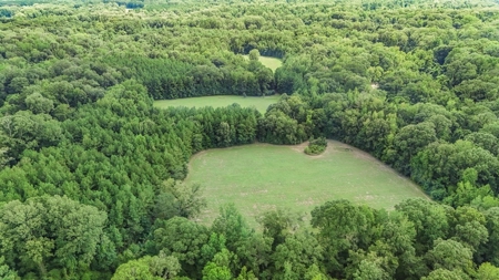 Lonely Live Oak - 1115 Acres Hunting Timberland SW MS - image 26