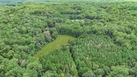 Lonely Live Oak - 1115 Acres Hunting Timberland SW MS - image 20