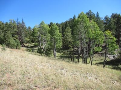 Colorado Ranch: 115 Acres Bordering State Land - Great Views - image 18