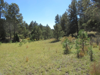 Colorado Ranch: 115 Acres Bordering State Land - Great Views - image 9