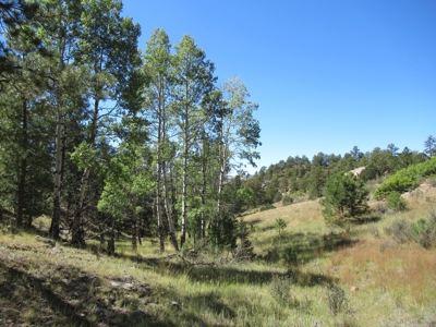 Colorado Ranch: 115 Acres Bordering State Land - Great Views - image 15