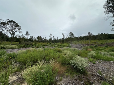 East Texas Recreation/Hunting Land For Sale - image 4