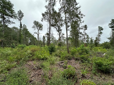 East Texas Recreation/Hunting Land For Sale - image 7