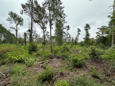East Texas Recreation/Hunting Land For Sale - image 9