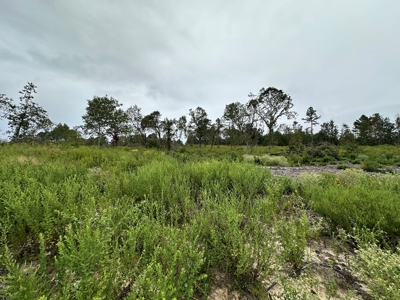East Texas Recreation/Hunting Land For Sale - image 2
