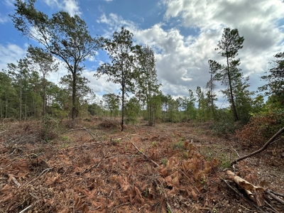 East Texas Recreation/Hunting Land For Sale - image 14