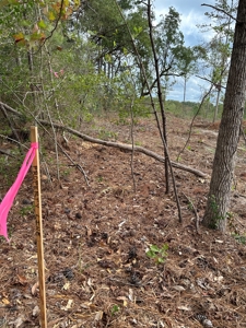 East Texas Recreation/Hunting Land For Sale - image 19