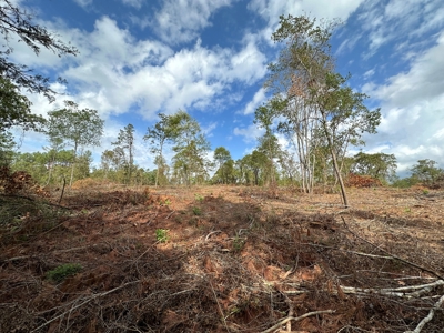 East Texas Recreation/Hunting Land For Sale - image 10